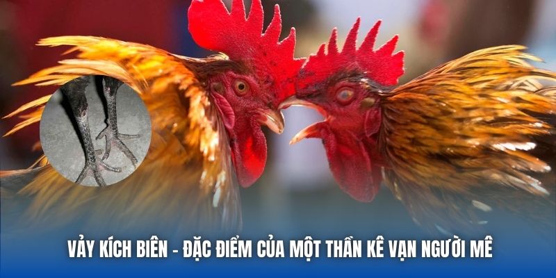 Vảy kích biên - Đặc điểm của một thần kê vạn người mê