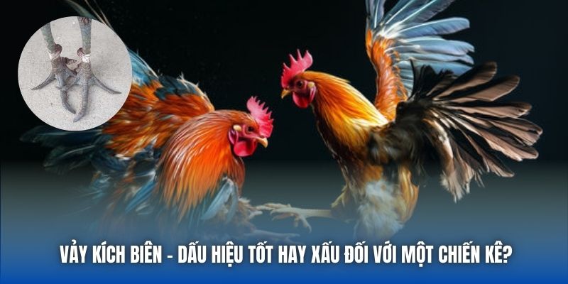 Vảy Kích Biên - Dấu Hiệu Tốt Hay Xấu Đối Với Một Chiến Kê?