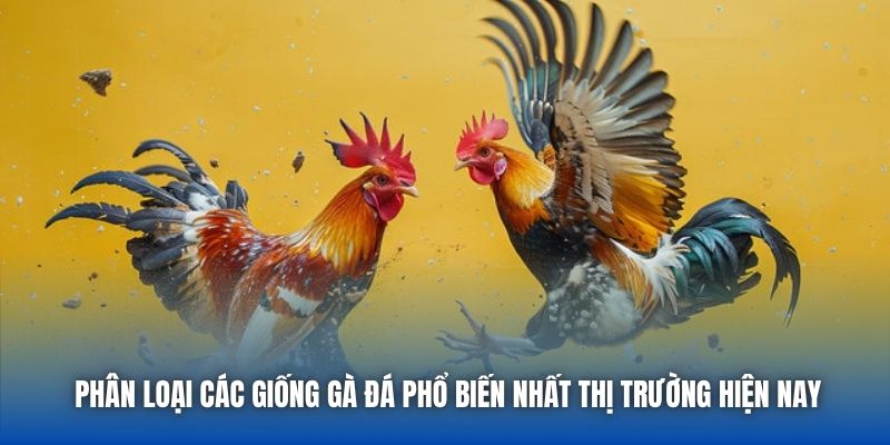 Phân Loại Các Giống Gà Đá Phổ Biến Nhất Thị Trường Hiện Nay